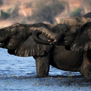 Synchronized Hydration