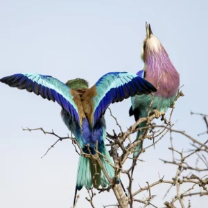 Courtship of the Canopy