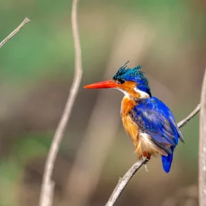 Jewel of the Bush