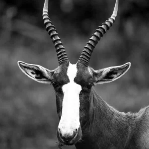 Heritage Horns
