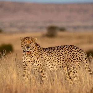 Guardian of the Savannah