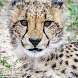 Amber Gaze