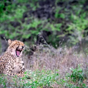 The Awakening Yawn