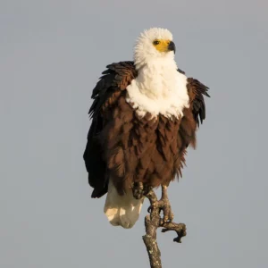 Guardian of the Waterways