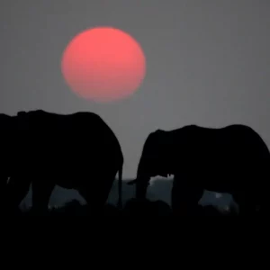 Giants of the Crimson Sun
