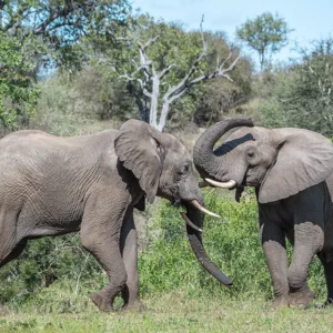 Gentle Giants' Accord