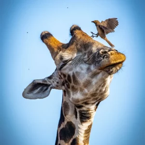 Harmony in the High Air