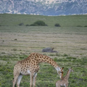 Maternal Grace