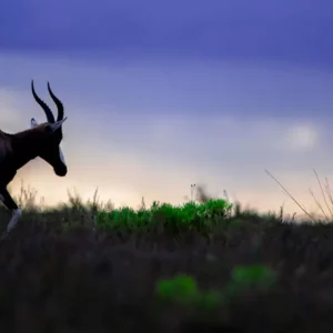 Twilight Sentinel