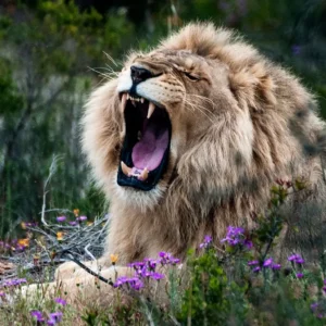 Roar of the Velvet Valley
