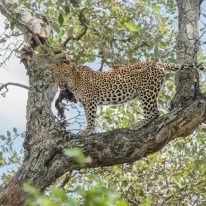 Sovereign of the Canopy