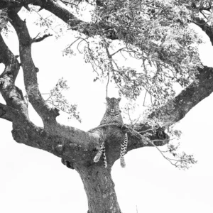 Sovereignty of the Canopy