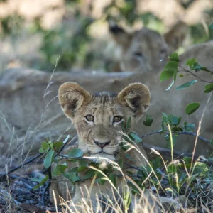 Curiosity in the Undergrowth