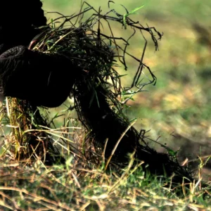 The Forager's Grip
