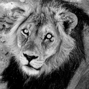 Depth of the King