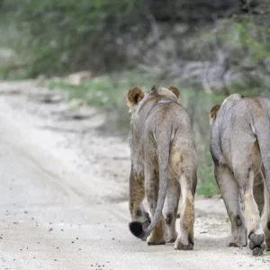 The Shared Trail