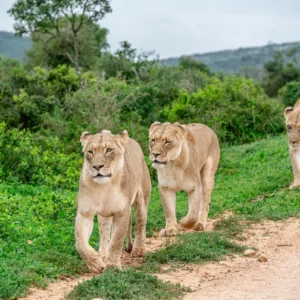 Path of the Pride