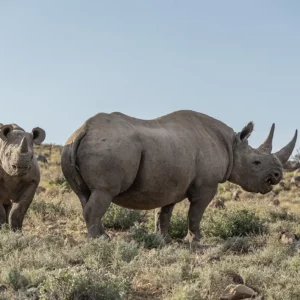 Sentinels of the Karoo