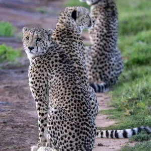 The Coalition's Watch