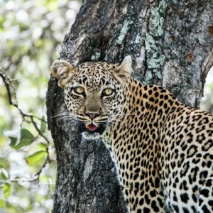 Eyes of the Forest