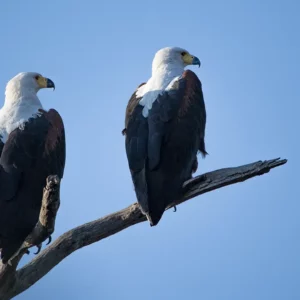 River Guardians